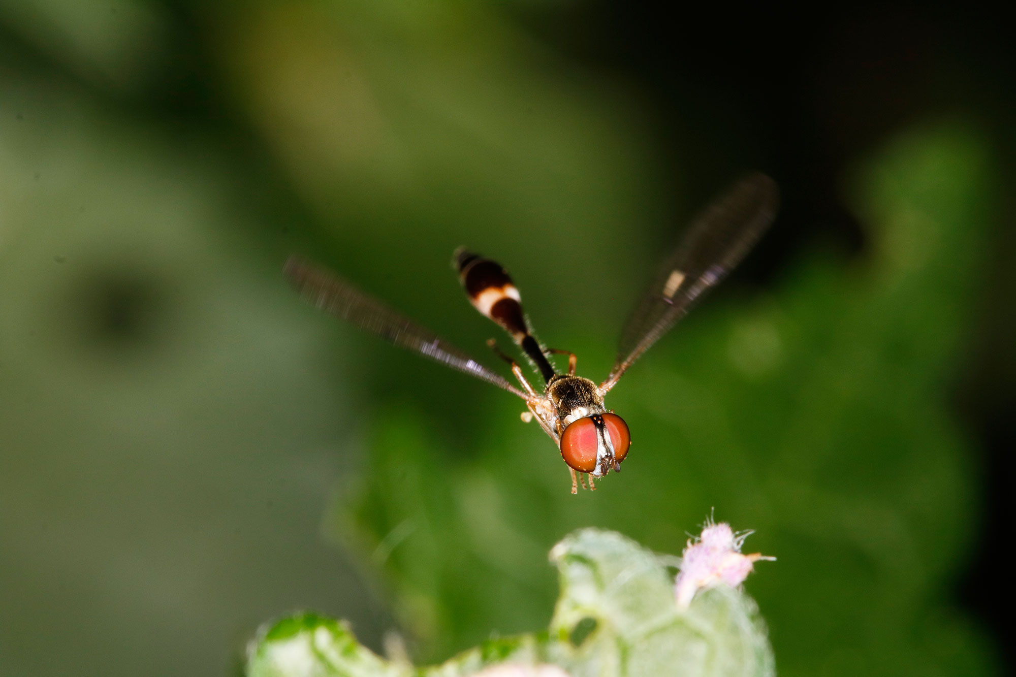 Syrphidae: Baccha elongata maschio e femmina